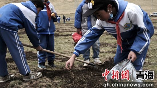 图为学生们分组对退化较严重的小型裸露斑进行治理。河南县委宣传部供图