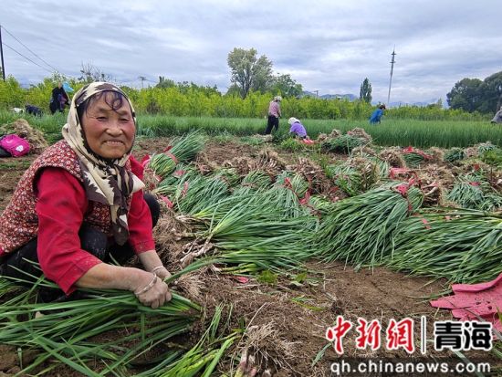 图为大史家村村村民正在抢收蒜苗。 罗益清摄