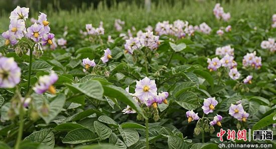 图为洋芋花。乐都区委宣传部 供图