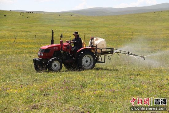 图为草原有害生物防控。 张真真供图