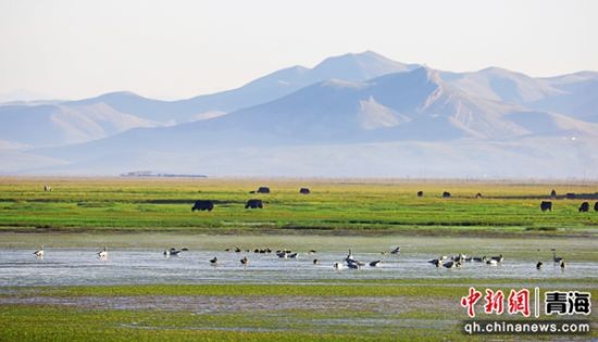 图为洮河源国家湿地公园一景。张真真供图