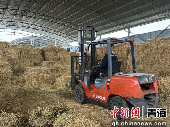 图为永丰村饲草种植储备基地。潘雨洁 摄