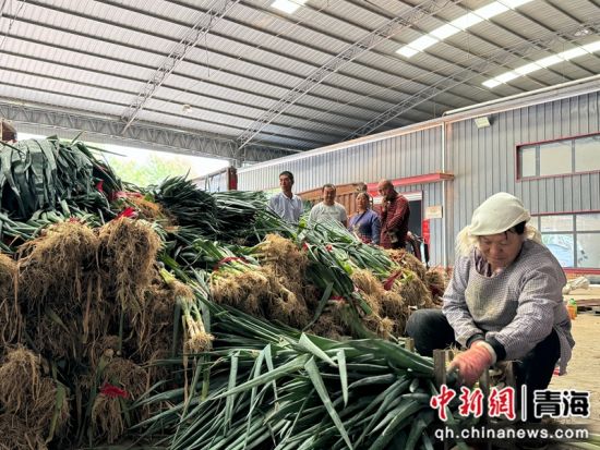 图为塘巴村向隆农民专业合作社内将大葱打捆的村民。潘雨洁摄