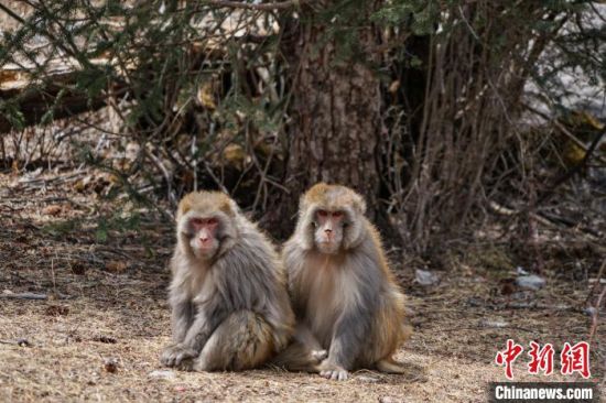 图为青海省玉树藏族自治州囊谦县尕尔寺大峡谷觅食的野生藏猕猴。马铭言 摄