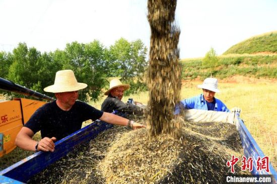 图为田间收获现场。石延寿 摄