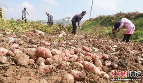 图为收获现场。乐都区委宣传部 供图