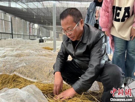 图为王刚介绍高原有机赤松茸种植基地内的情况。陈宗淇 摄