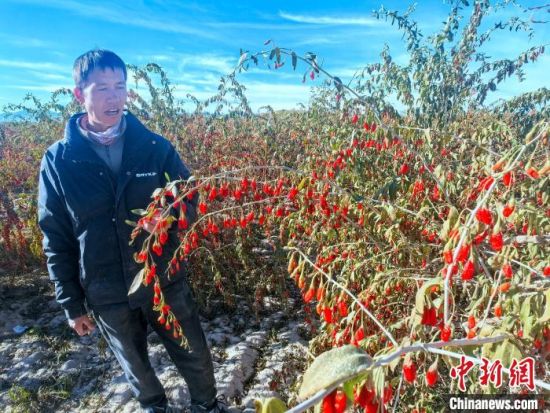 图为安尕一么向记者介绍今年枸杞种植情况。李隽 摄