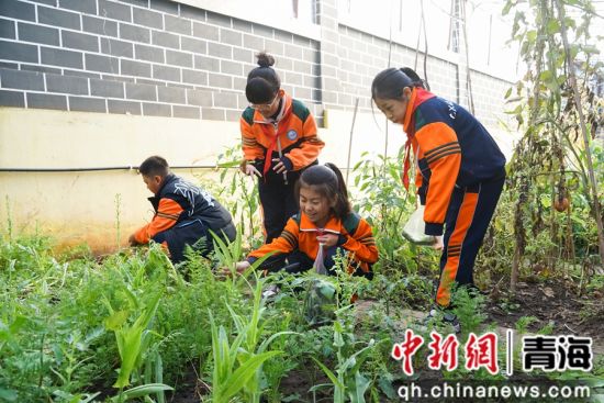 图为西宁市文逸小学学生在该校种植基地内，为饲养的动物们采摘新鲜蔬菜。 马铭言 摄