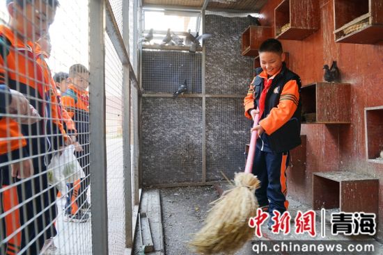 图为西宁市文逸小学学生打扫鸽子笼舍。 马铭言 摄