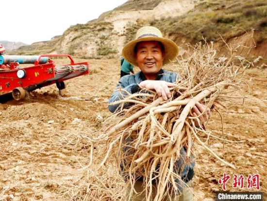 图为朱玉贤展示挖收的黄芪。石延寿 摄